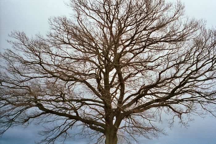 Symmetrie einer Eichenkrone Foto & Bild | pflanzen, pilze & flechten ...