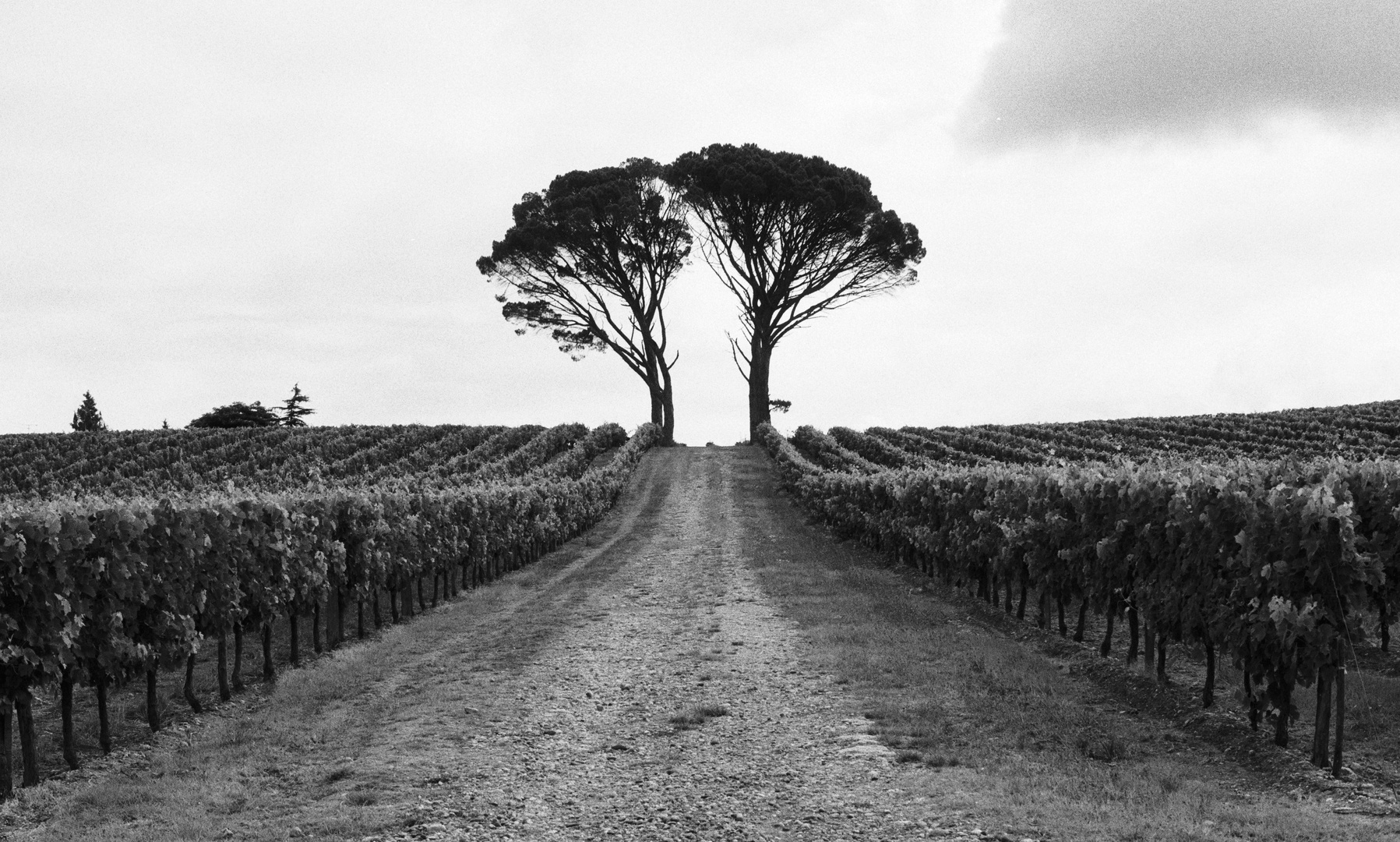 Symmetrie im Weinberg