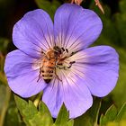 Symmetrie mit Biene