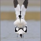 Symmetrie... Säbelschnäbler *Recurvirostra avosetta*