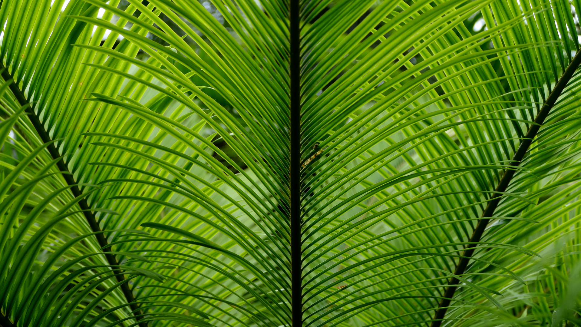 Symmetrien in der Natur: Hier übereinander liegende Palmenblätter...