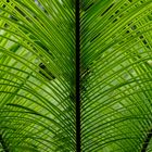 Symmetrien in der Natur: Hier übereinander liegende Palmenblätter...