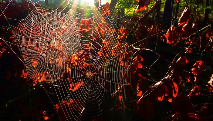 Symmetrisch doppeltes Netzwerk