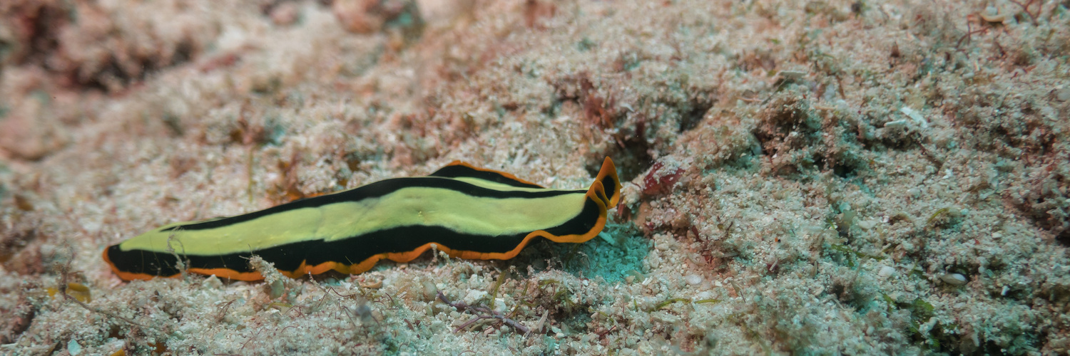 symmetrischer Strudelwurm (keine Nacktschnecke)