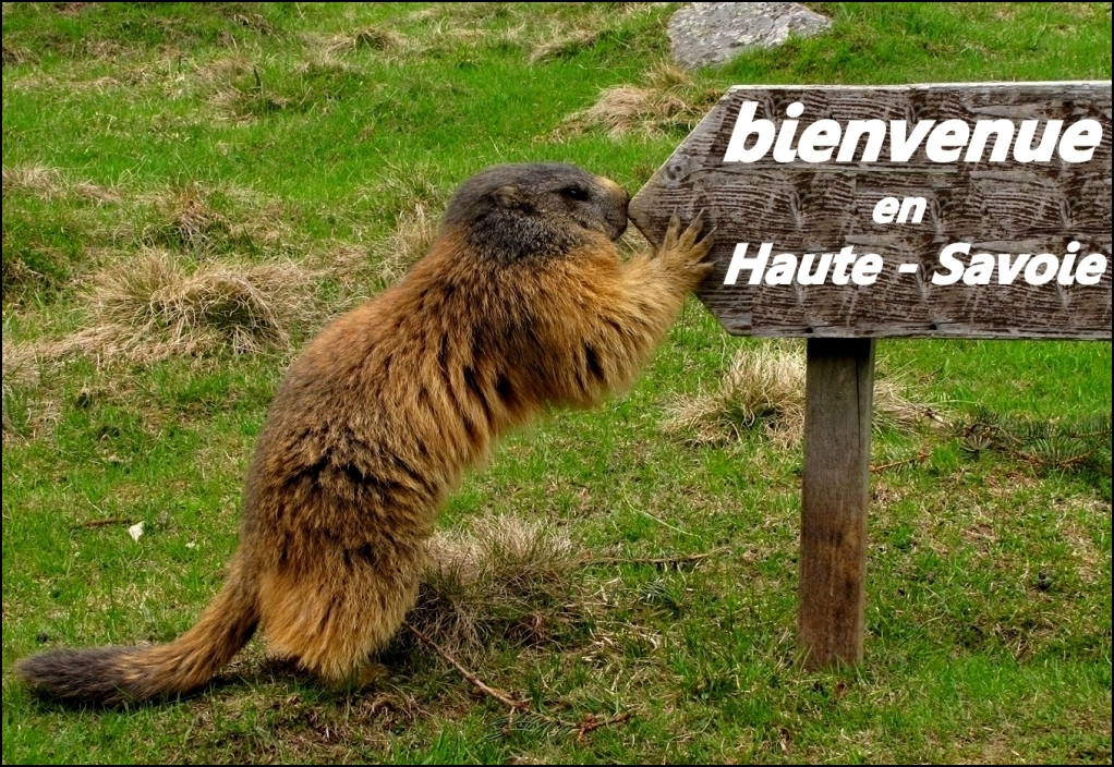 Sympa ,la marmotte !!!