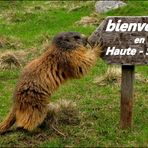 Sympa ,la marmotte !!!