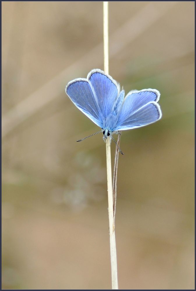 Sympa petit bleu... von delmelle 