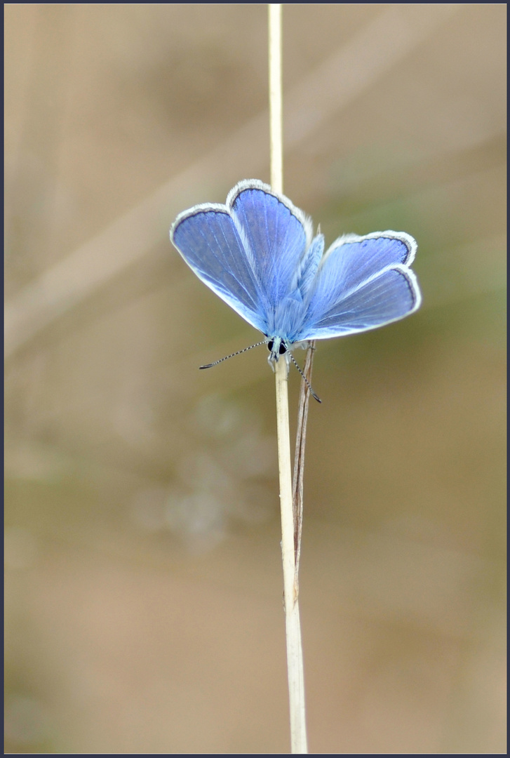 Sympa petit bleu...