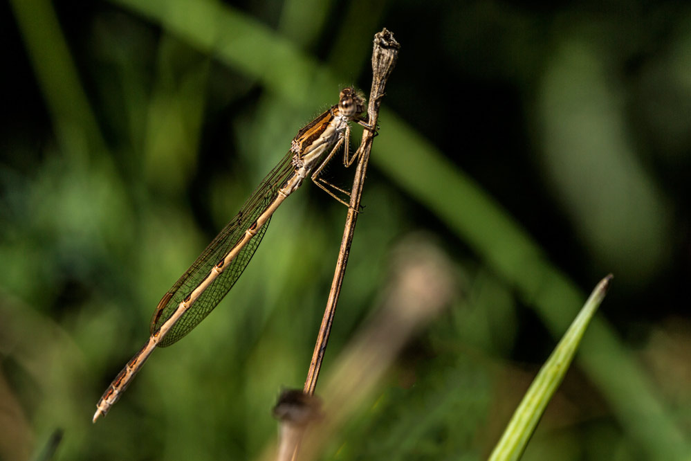 Sympecma fusca