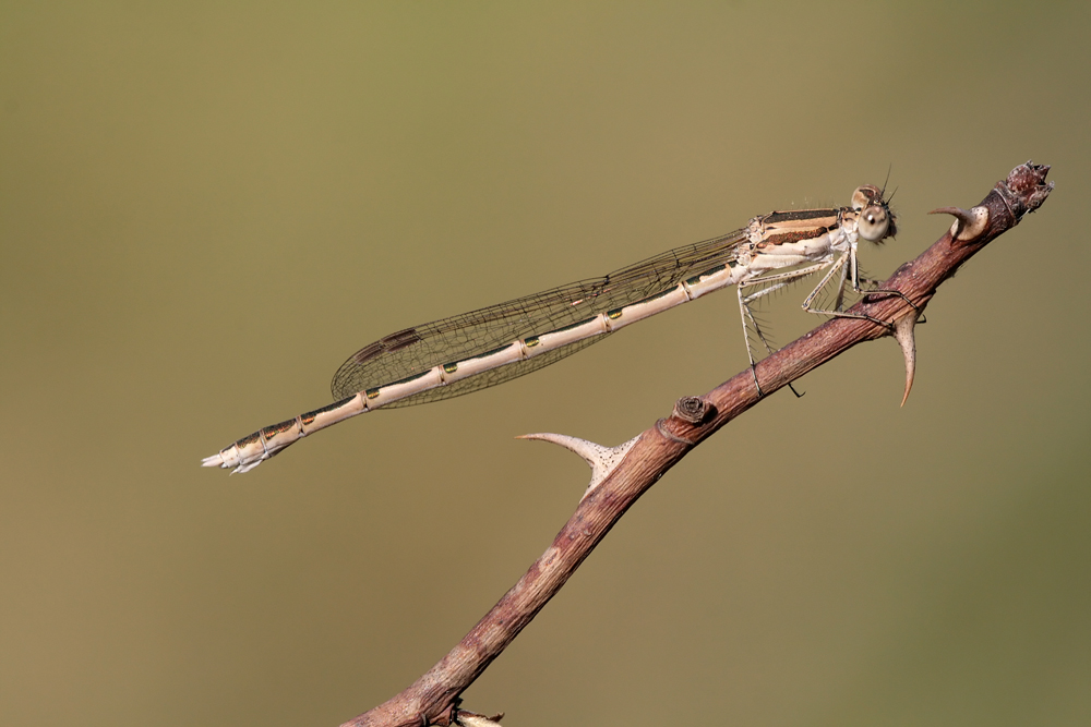 Sympecma fusca