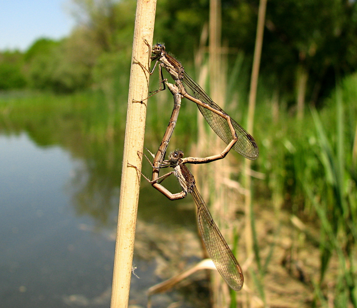 --- Sympecma fusca ---