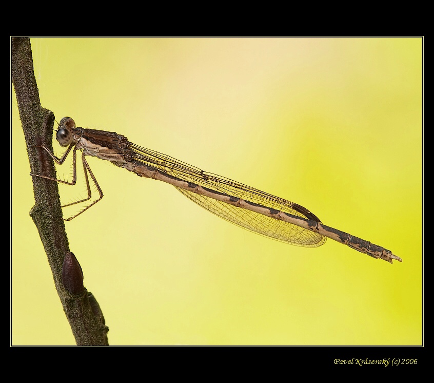 Sympecma fusca