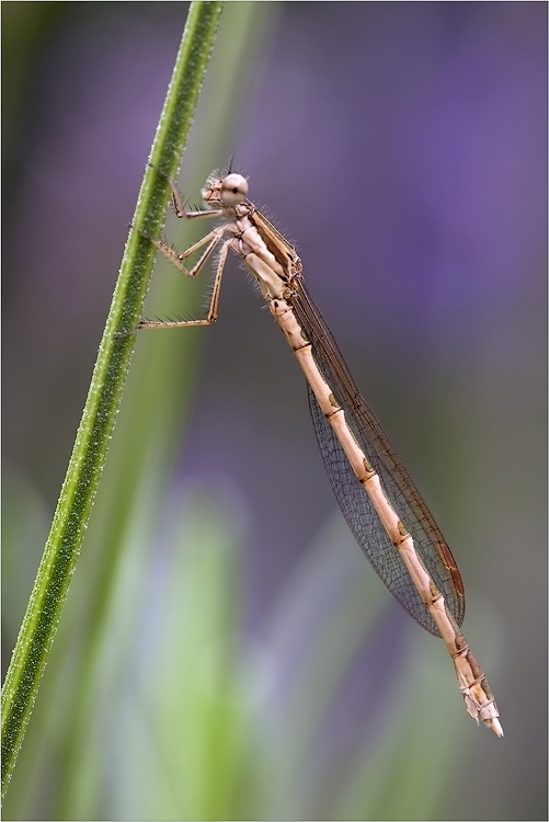 Sympecma fusca