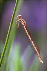 Sympecma fusca