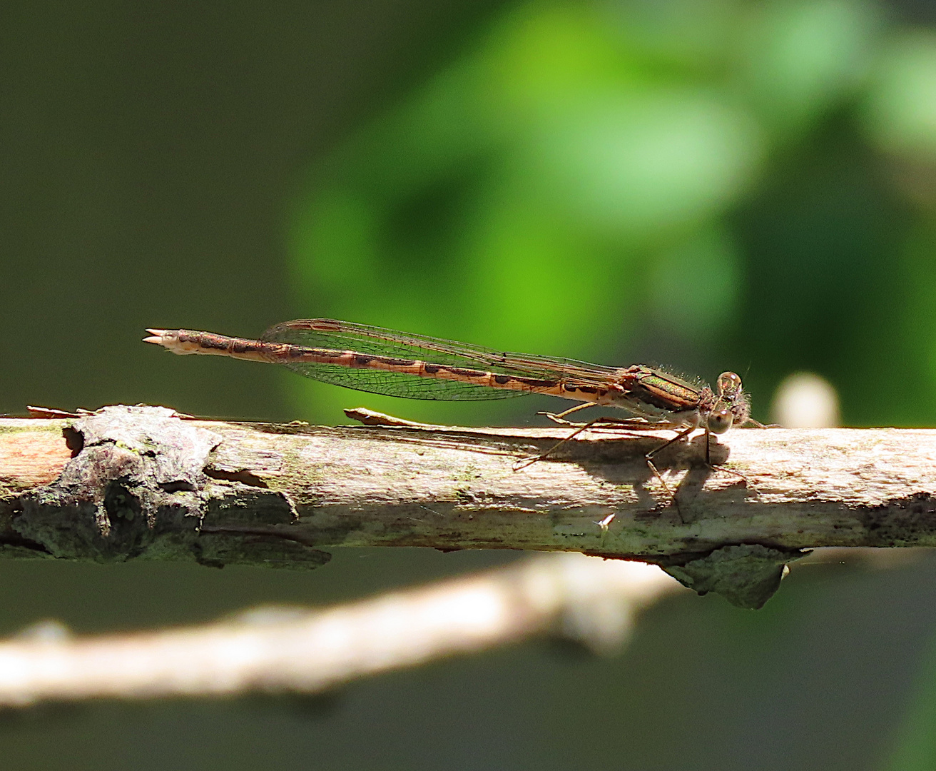 Sympecma fusca (Gemeine Winterlibelle)