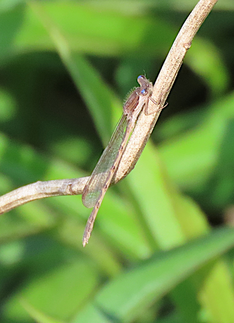 Sympecma fusca (Gemeine Winterlibelle)