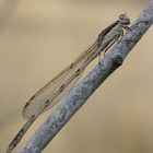 Sympecma fusca männchen - männchen Gemeine Winterlibelle