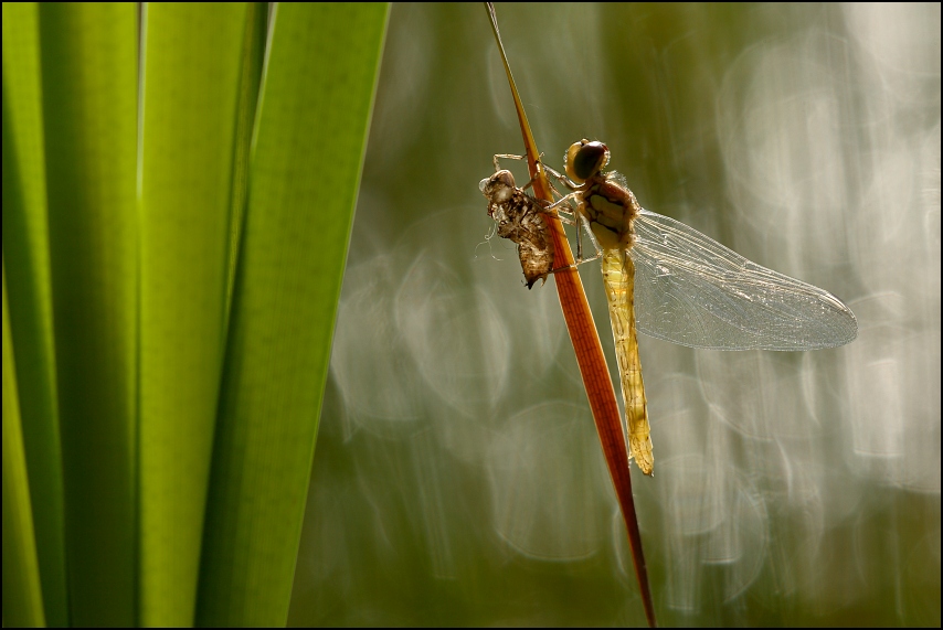 Sympetrum