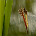 Sympetrum