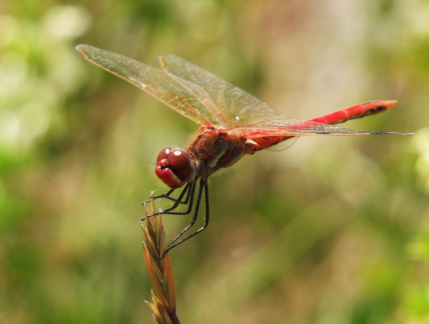 sympetrum 2