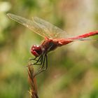 sympetrum 2