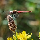 Sympetrum 