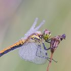 Sympetrum