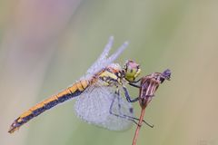 Sympetrum