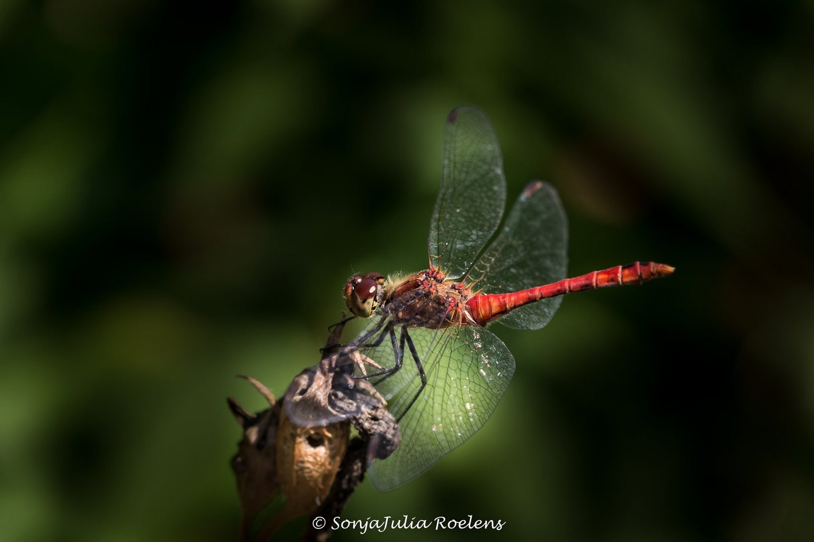 Sympetrum