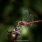 Sympetrum