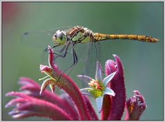 Sympetrum