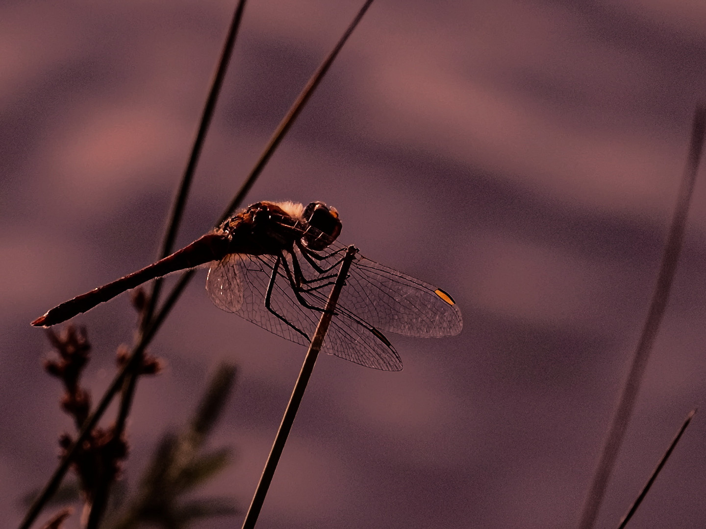 Sympetrum à nervures rouges