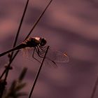 Sympetrum à nervures rouges