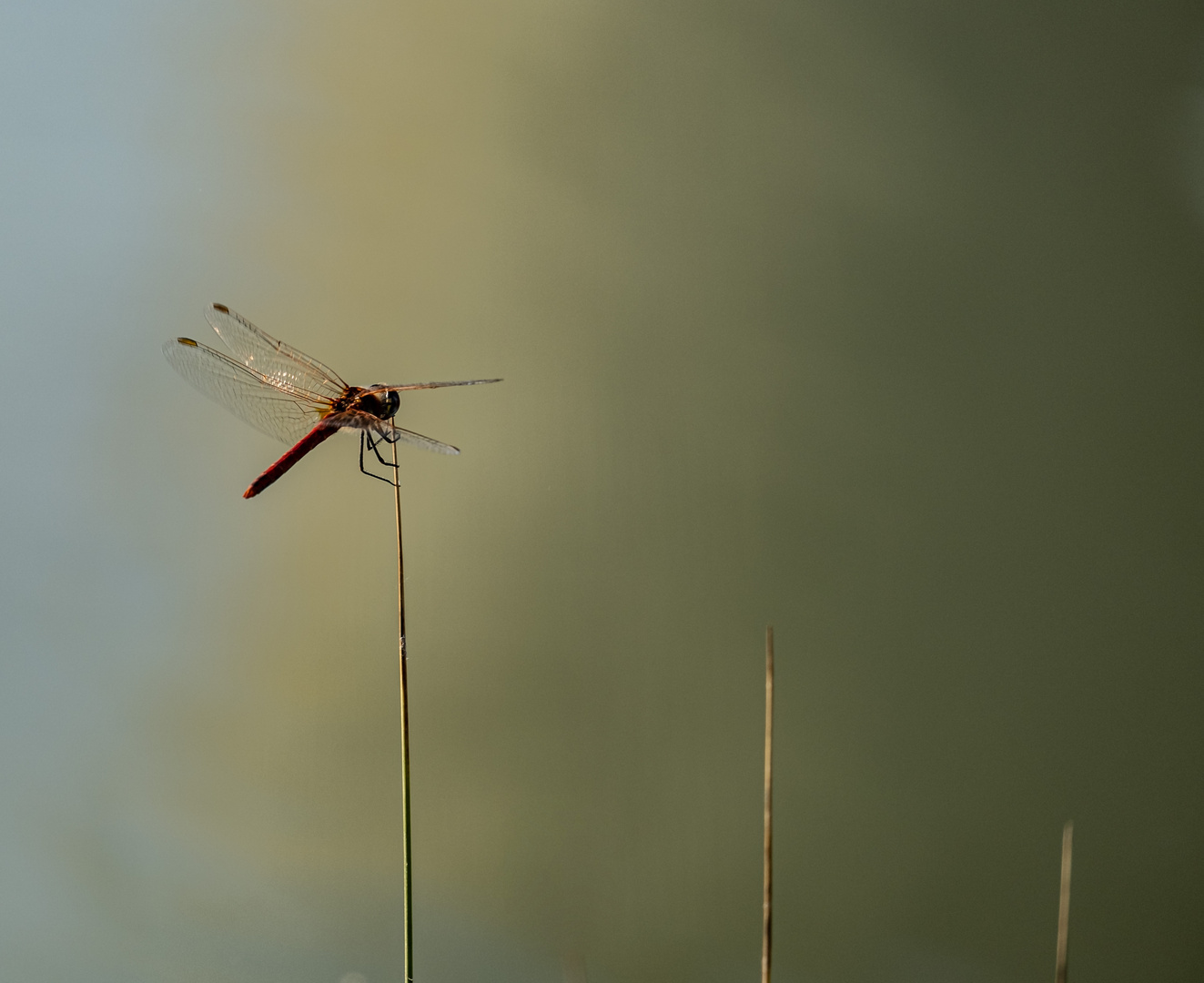 Sympetrum à nervures rouges