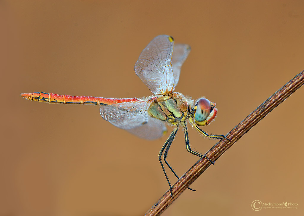 Sympetrum-....