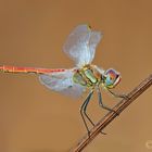 Sympetrum-....