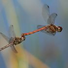 Sympetrum : Accouplement en plein vol