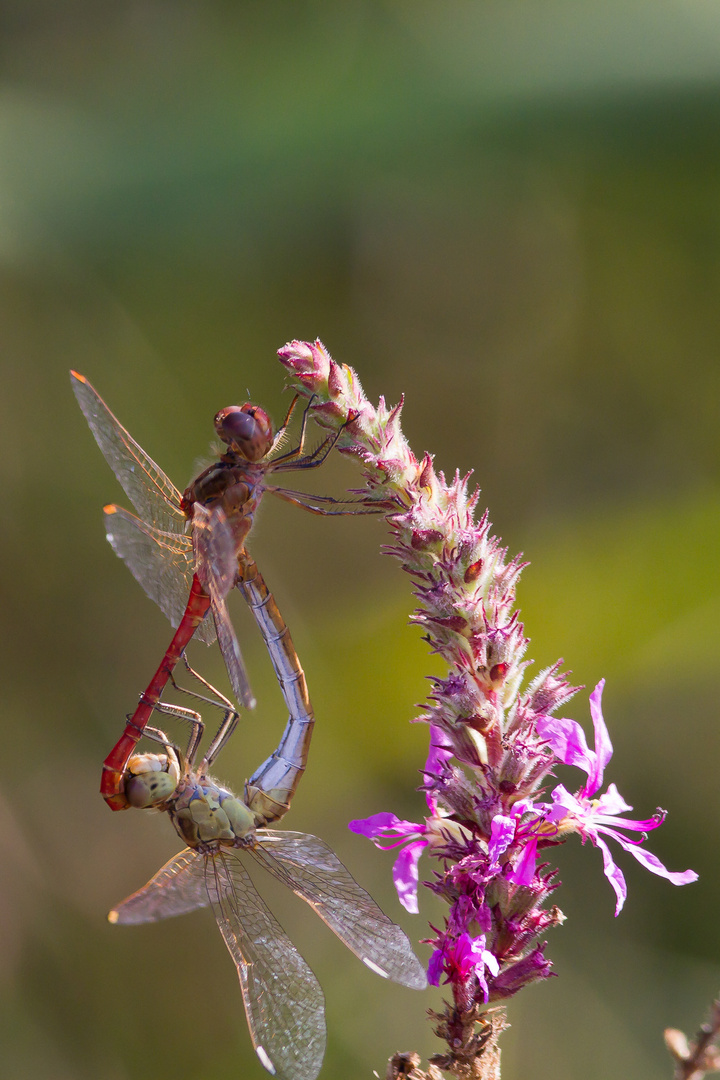 sympetrum amoureux