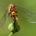 Sympetrum au décollage