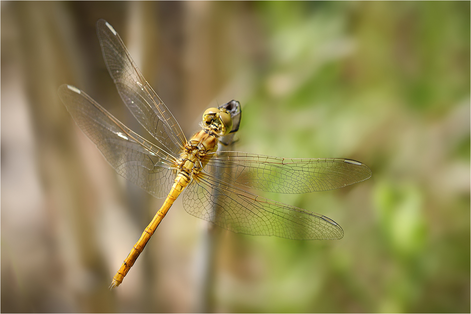 Sympetrum