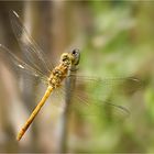 Sympetrum