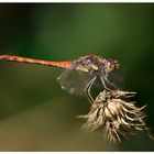 ... Sympetrum ...