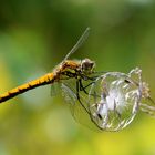 Sympetrum danae