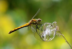 Sympetrum danae