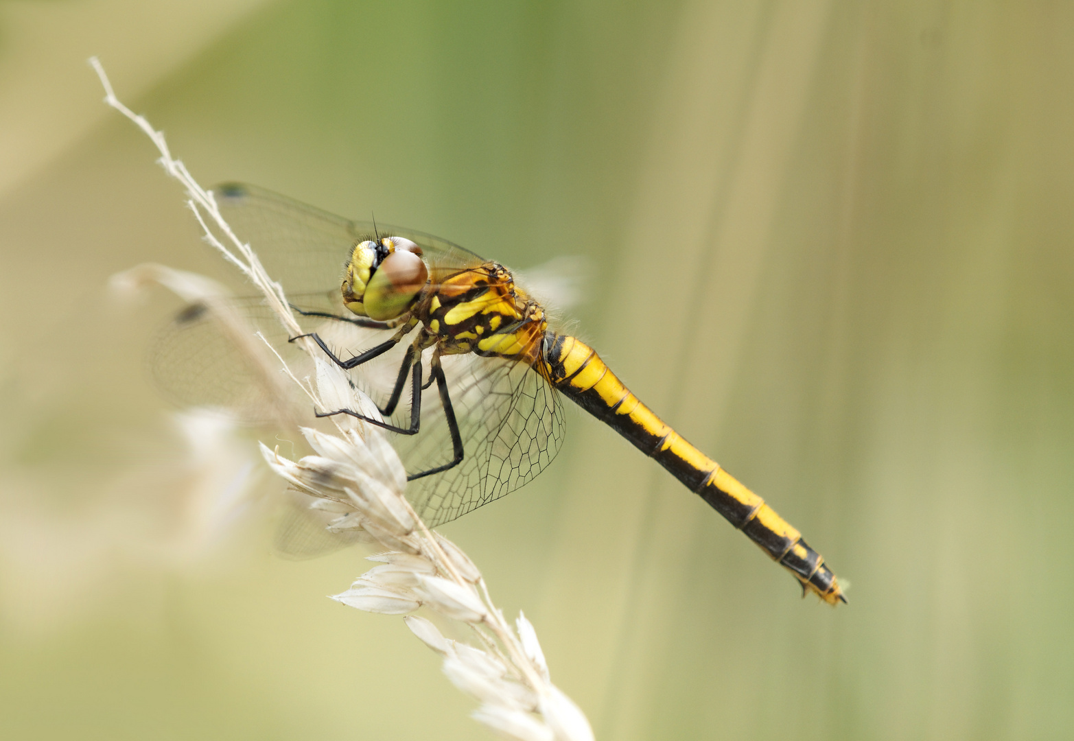 Sympetrum danae ! Foto & Bild makro, natur, macro Bilder auf