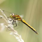 Sympetrum danae !