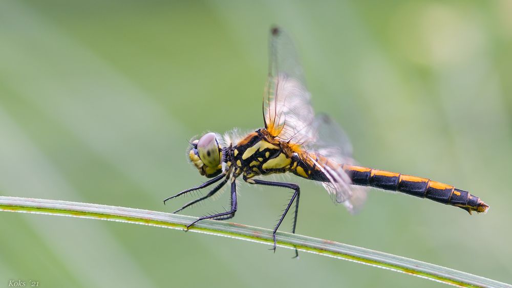 Sympetrum danae