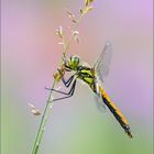 Sympetrum danae