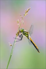 Sympetrum danae