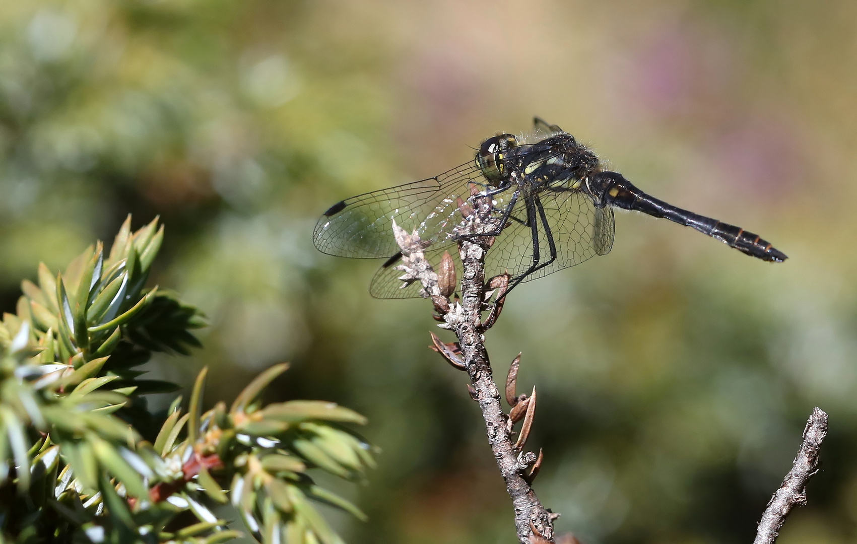 Sympetrum danae Foto & Bild makro, natur, insekten Bilder auf